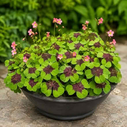 Photo of free Tropical iron cross oxalis (Lake forest) #1