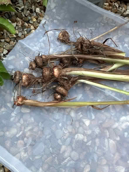 Photo of free Garden plants/pots/canes (CO4 9 Colchester) #2