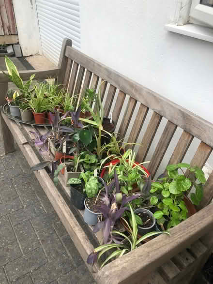 Photo of free House plants (Lydiard Millicent SN5) #1