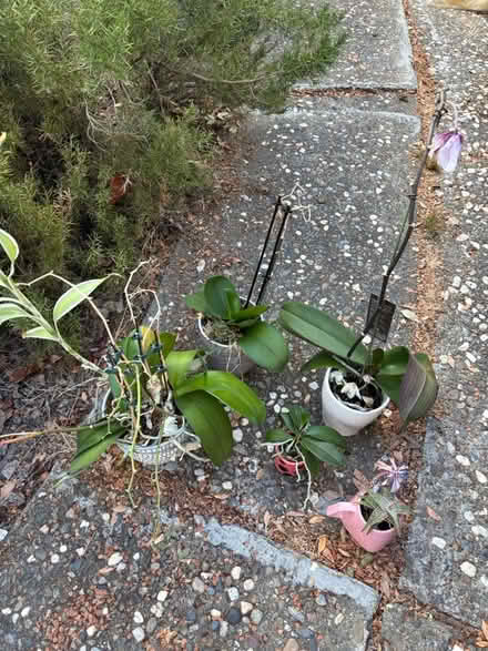 Photo of free Orchids + succulent (Southern Sunnyvale) #1