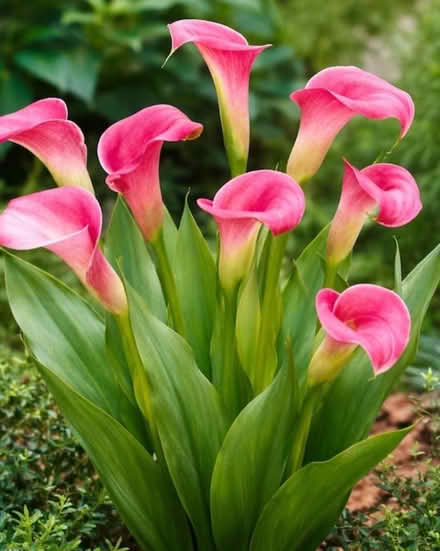 Photo of free Pink Calla lily (Lake forest) #1