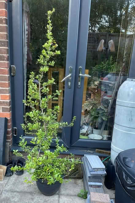 Photo of free Pyracantha Red Column Shrub in a plant pot (Morecambe LA4) #1
