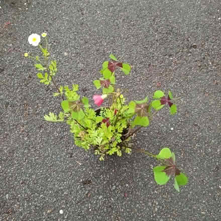 Photo of free Oxalis and feverfew (Hockley Port B18) #1
