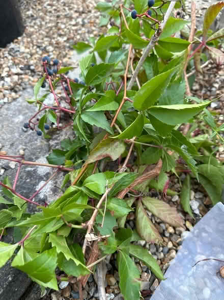 Photo of free Garden plants/pots/canes (CO4 9 Colchester) #3