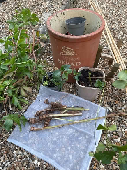 Photo of free Garden plants/pots/canes (CO4 9 Colchester) #1