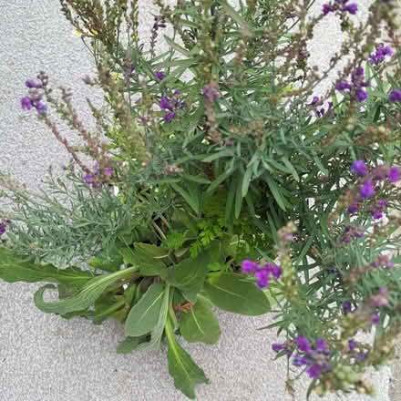 Photo of free Flower seedlings (Hockley Port B18) #1