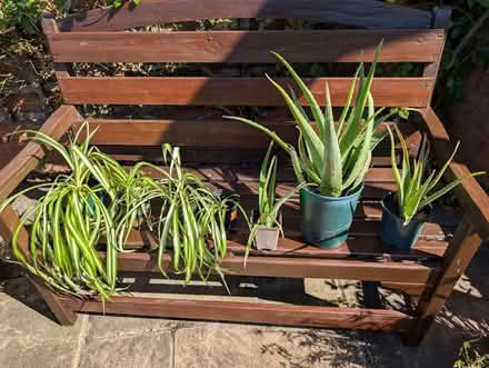 Photo of free Seven house plants (Herne CT6) #1