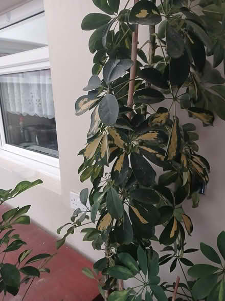 Photo of free Umbrella plant (Hampden park) #1