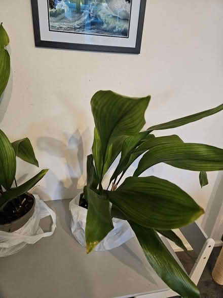 Photo of free Aspidistra ( cast Iron ) plant (WR9 droitwich) #3