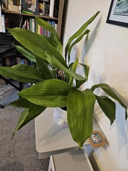 Photo of free Aspidistra ( cast Iron ) plant (WR9 droitwich) #1