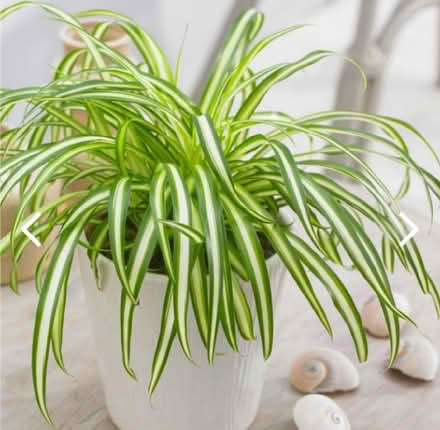 Photo of Spider Plants (Freehold LA1) #1