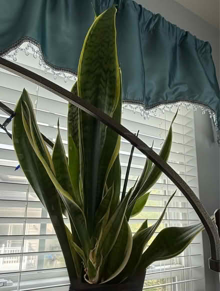 Photo of free House Plants (Frederick 21702) #1