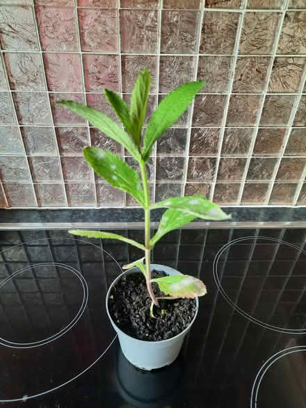 Photo of free Verbena Bonariensis plant (Morden SM4) #4