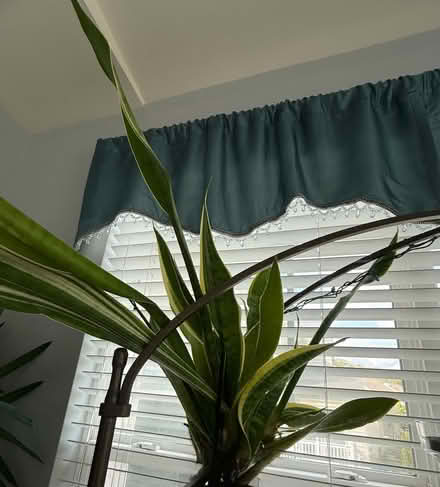 Photo of free House Plants (Frederick 21702) #2