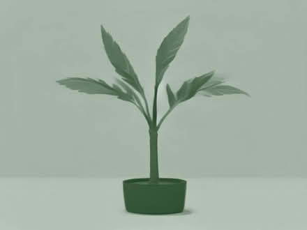 Photo of free Palm-tree tall seedlings (Havant PO9) #1