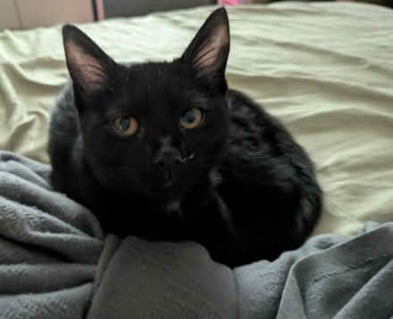 Photo of Abandoned kitten needs supplies (Germantown) #1