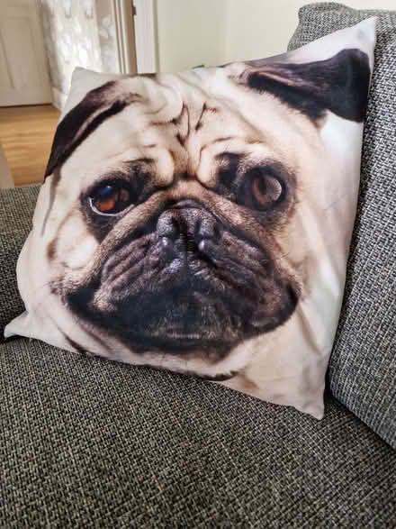 Photo of free Dog cushion (Hillmorton Paddox CV22) #1