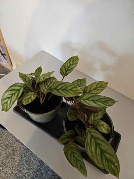 Photo of free Maranta plants (WR9 droitwich) #1
