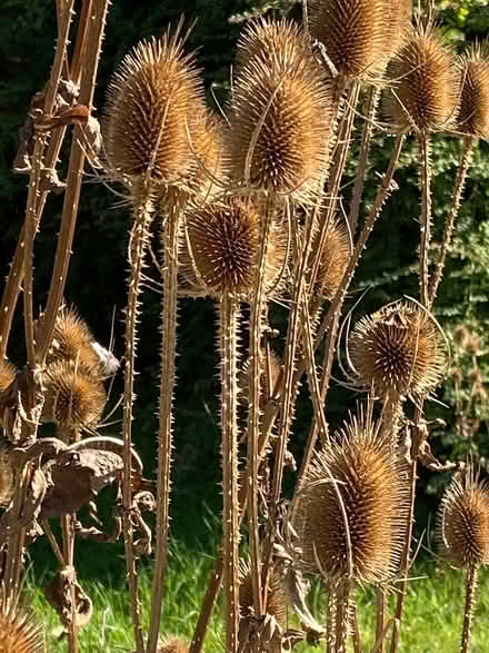 Photo of free Teasels (Great Kingshill HP15) #1