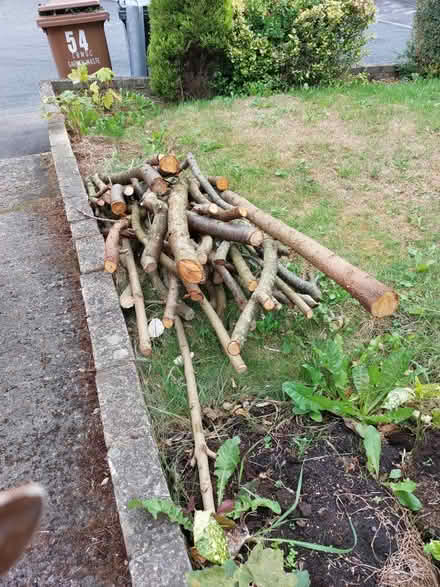 Photo of free Branches (Steeton BD20) #1