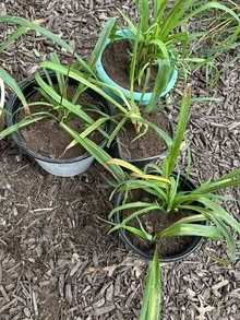 Photo of free day lilies orange #1