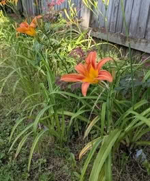 Photo of free day lilies orange #3