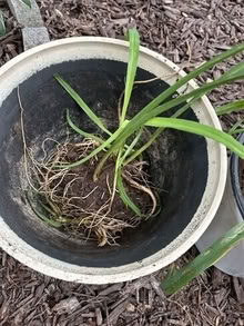 Photo of free day lilies orange #2