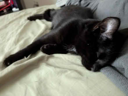 Photo of Abandoned kitten needs supplies (Germantown) #2
