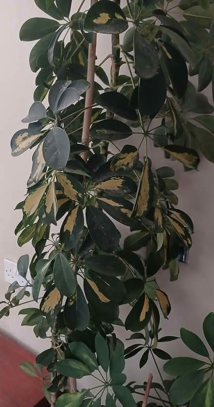 Photo of free Umbrella plant (Hampden park) #2