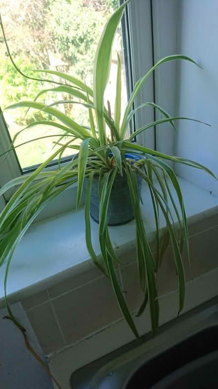 Photo of free Lovely spider plant needs home (Ramsgate CT11) #1