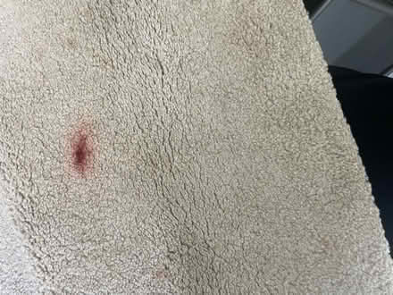 Photo of free cream rug ikea (Morden SM4) #2