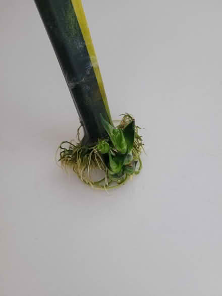 Photo of free Snake plant (Feltham TW13) #2