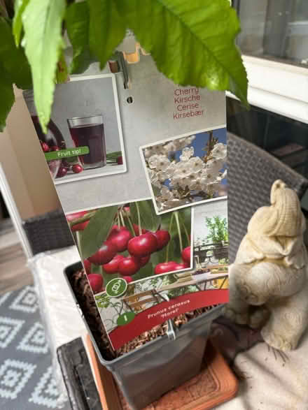 Photo of free Cherry Tree (Feltham TW14) #2