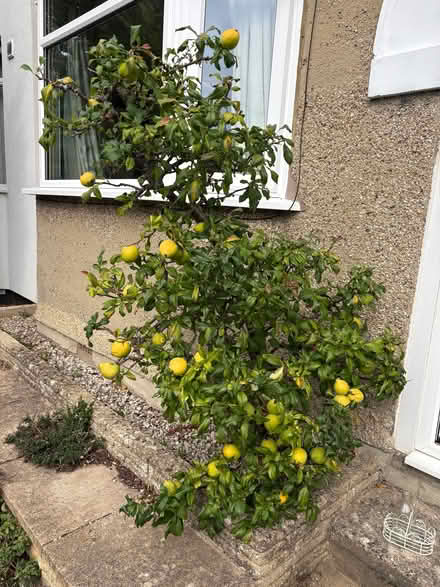 Photo of free Quince (Lye Valley OX3) #1