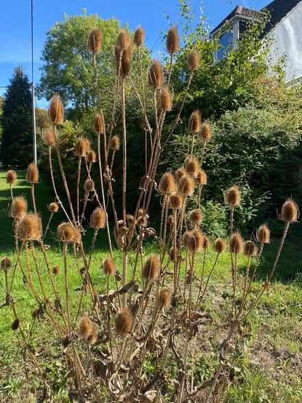 Photo of free Teasels (Great Kingshill HP15) #2