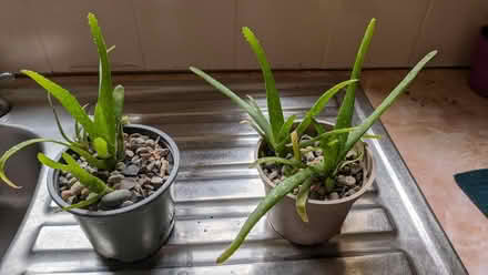 Photo of free Aloe Vera plants (Caldy Valley CH3) #1
