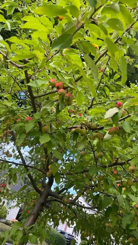 Photo of free Crab Appled (Woodfords area) #2