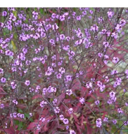 Photo of free Verbena Bampton Plant (Morden SM4) #2