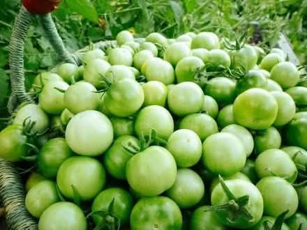 Photo of Green Tomatoes (Chantry IP2) #1