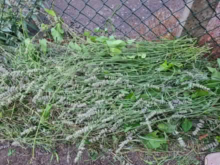Photo of free Lavender cuttings (Bishop's Stortford CM23) #1