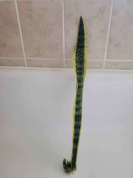 Photo of free Snake plant (Feltham TW13) #1