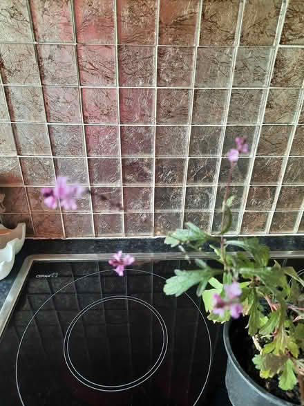 Photo of free Verbena Bampton Plant (Morden SM4) #1