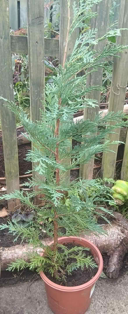 Photo of free Small conifer (Baildon BD17) #1