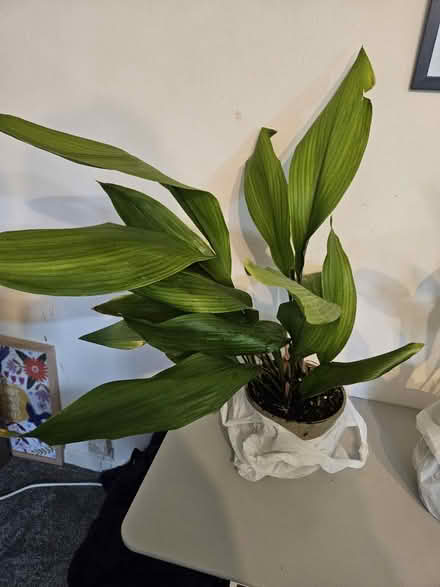 Photo of free Aspidistra ( cast Iron ) plant (WR9 droitwich) #2