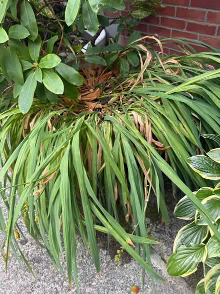 Photo of free Container of Crocosmia (Capitol Hill) #1