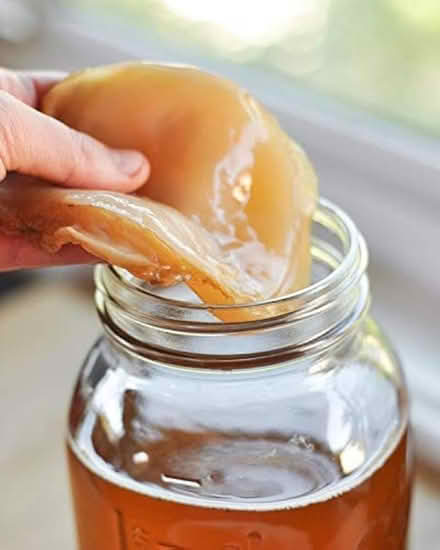Photo of Kombucha (Pinner HA5) #1