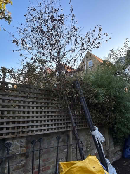 Photo of free Young to Mature 15 foot Cherry Plum Tree with rootball (Dalston E8) #2
