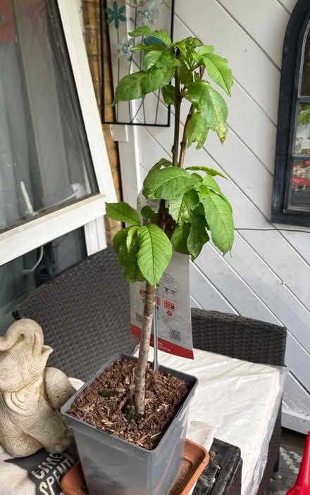 Photo of free Cherry Tree (Feltham TW14) #1
