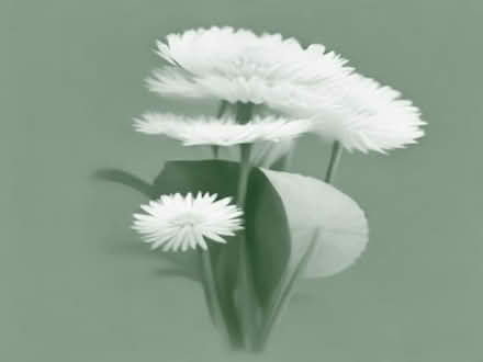 Photo of free Dandelion root and chrysanthemum tea bags (Presteigne LD8) #1