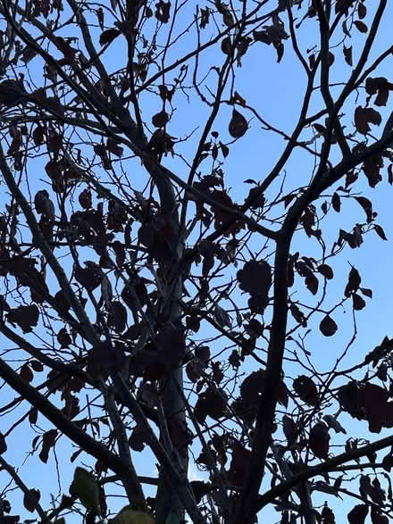 Photo of free Young to Mature 15 foot Cherry Plum Tree with rootball (Dalston E8) #1